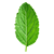 Leaf Icon